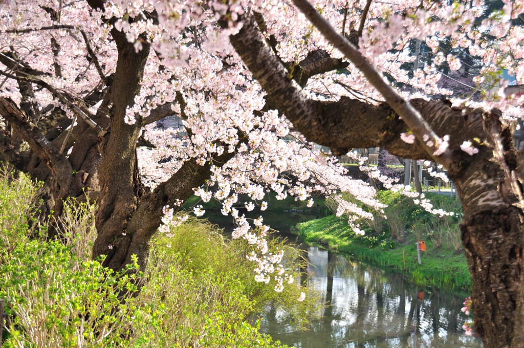 100502盛岡城跡公園13