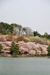 盛岡　高松の池07