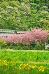 八重桜