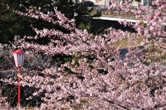 100502盛岡城跡公園07