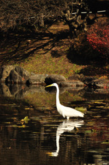 101124盛岡中央公民館庭園 (1)