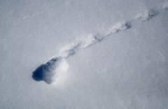 100319八幡平雪景色5