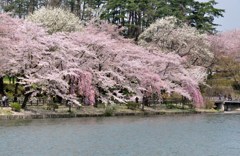 盛岡　高松の池14