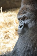 110308上野動物園ゴリラその３