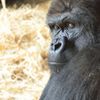 110308上野動物園ゴリラその３