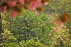桜吹雪