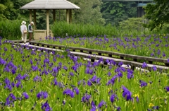 尾入野湿性植物園　カキツバタ (1)