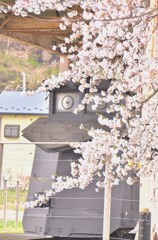 110428展勝地 ラッセル車と桜