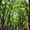 110518深緑の定禅寺通