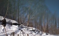 100319八幡平雪景色2