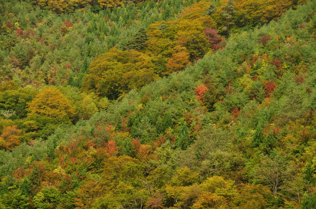 101021南昌トンネル前の紅葉 (3)