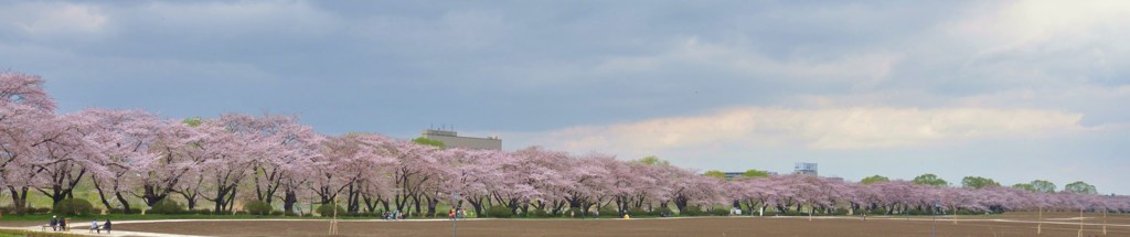 110428展勝地 桜並木