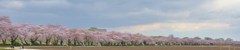 110428展勝地 桜並木