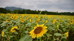 110821夏の終わりを告げるひまわり畑