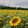 110821夏の終わりを告げるひまわり畑