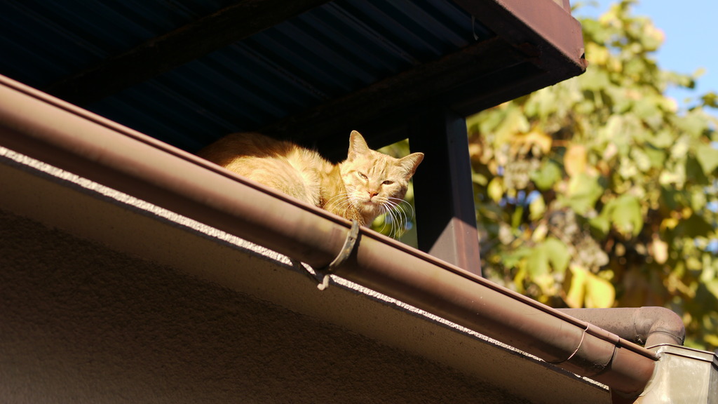 neco5