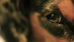 Eyes