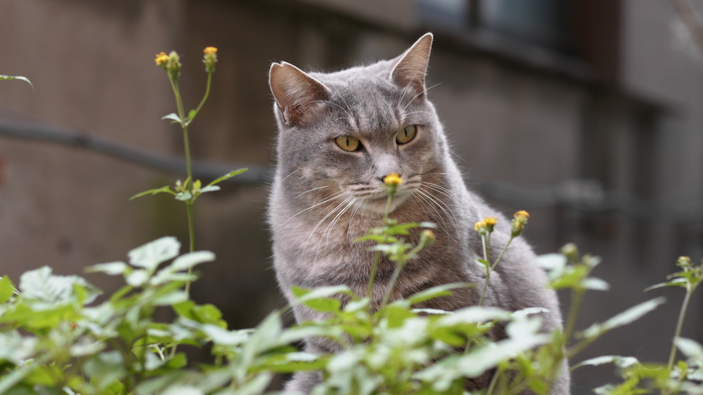HanaCat