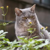 HanaCat