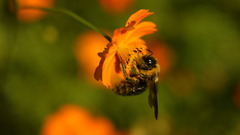 bee