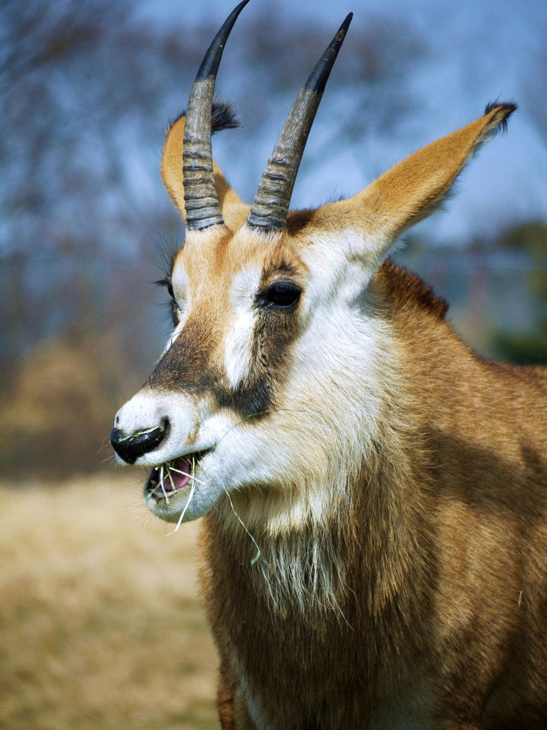 Hippotragus equinus