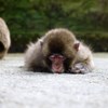 さる　～Zzz