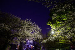 夜桜