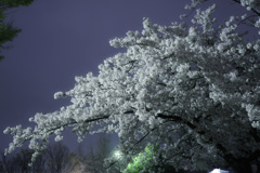 夜桜