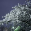 夜桜