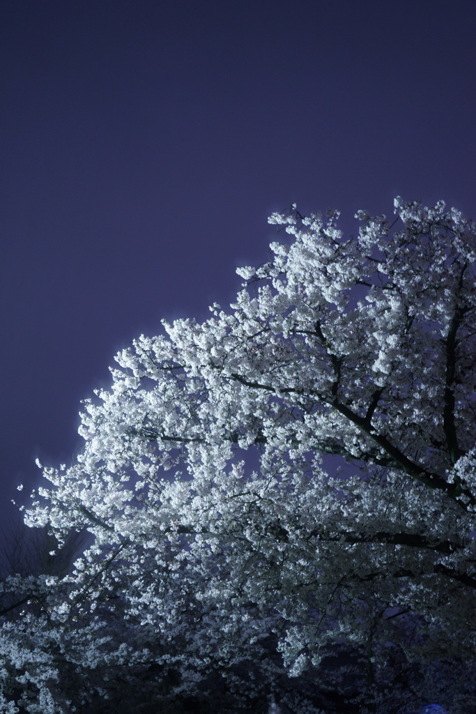 曇天の夜桜