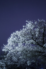曇天の夜桜