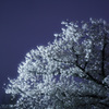 曇天の夜桜