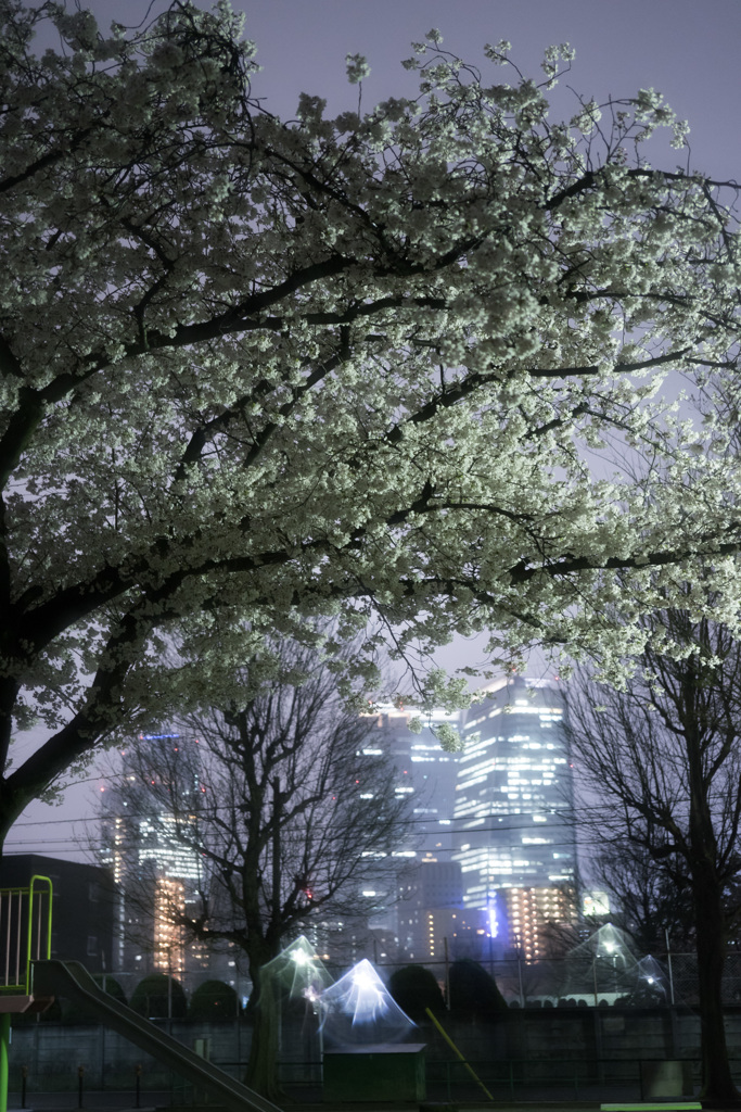 ビルと夜桜