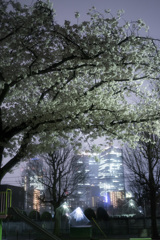 ビルと夜桜