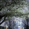 ビルと夜桜