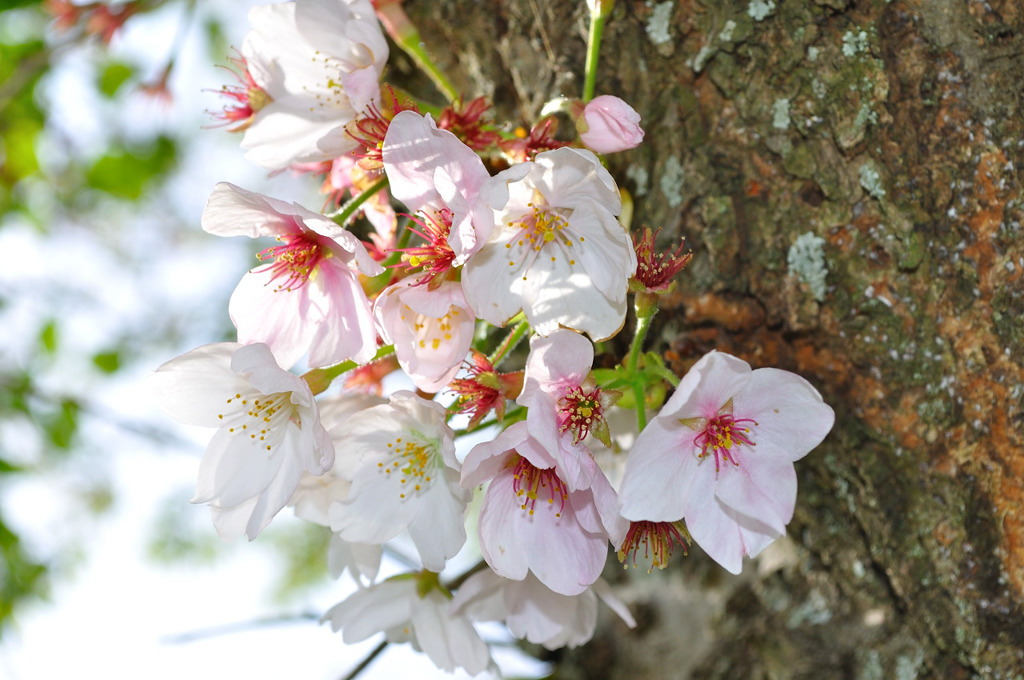 桜