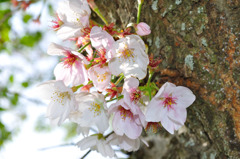桜