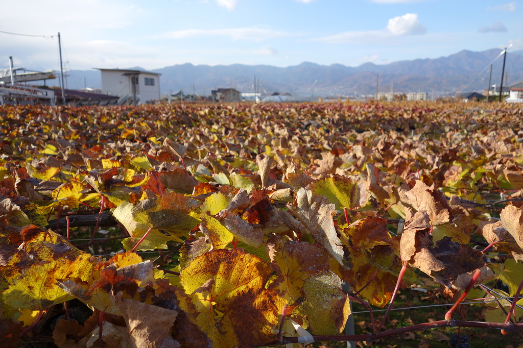 葡萄の紅葉の海