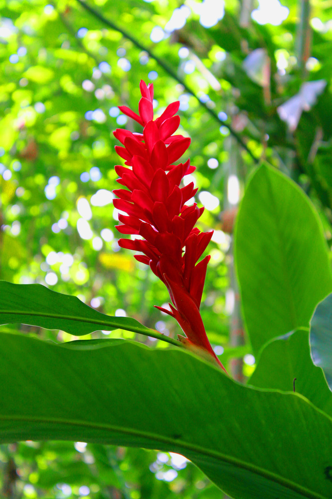 ハワイの赤い花