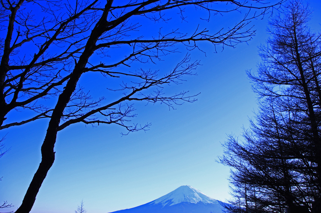 富士と木