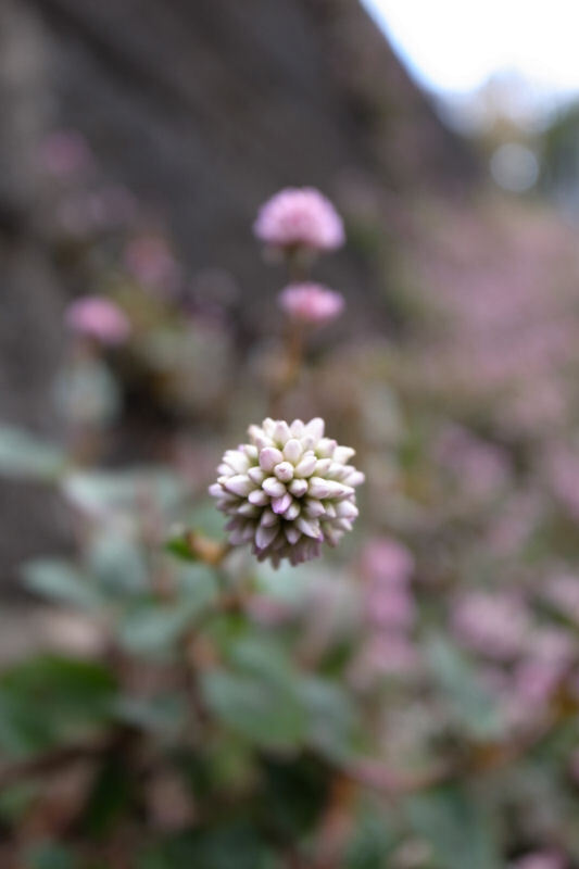 蕾