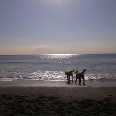 海と犬