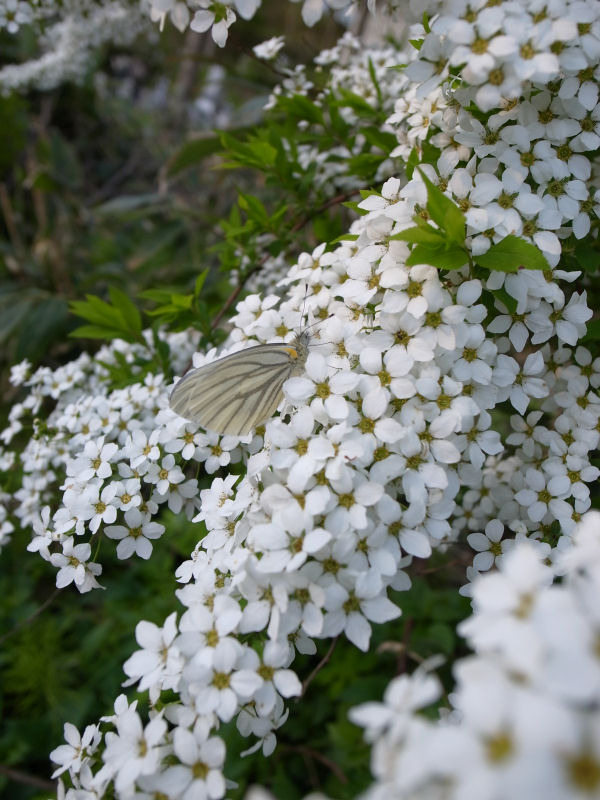 山桜
