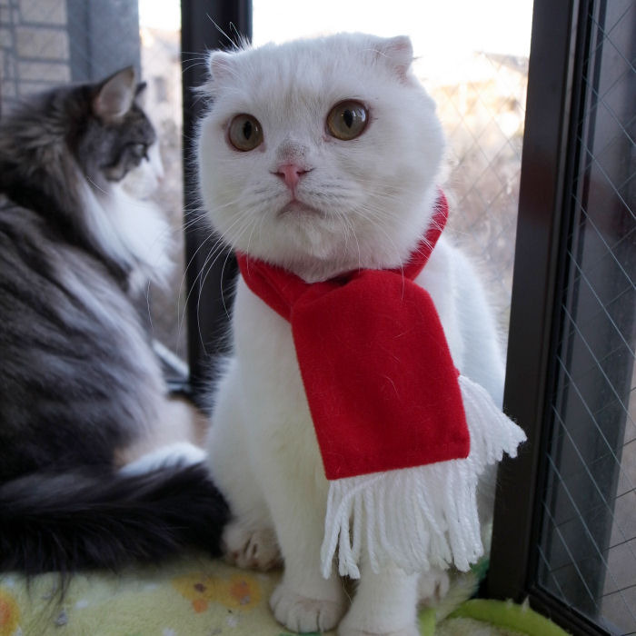 クリスマスをお祝いしますニャ