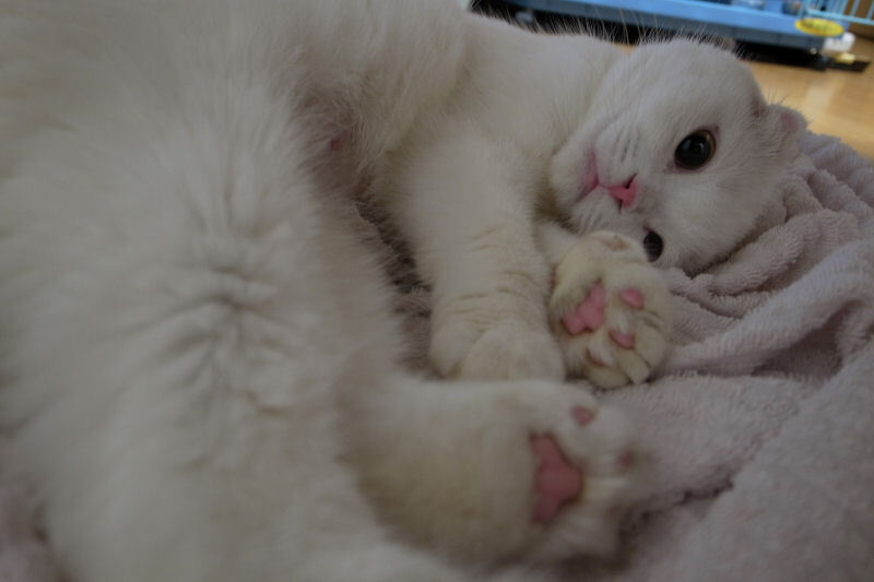 うちの子　その１