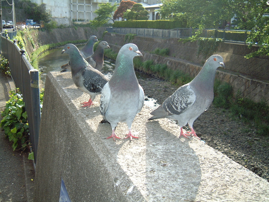 ハト
