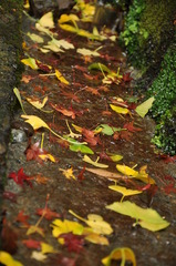 水路の落ち葉