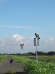 鳥の世界でも・・・