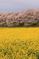 2011権現堂・幸手
