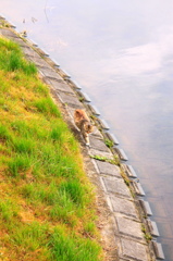 春　ねこ　さんぽ